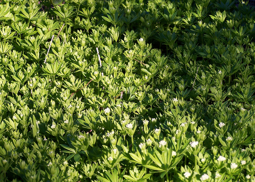 معرفی و راهنمای پرورش گیاهان پوششی - گل مروارید عطری